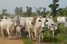 Between PMB and killer herders