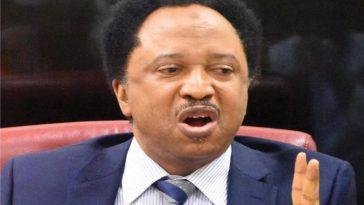 Senator Shehu Sani/ photo credit: Thisdaylive