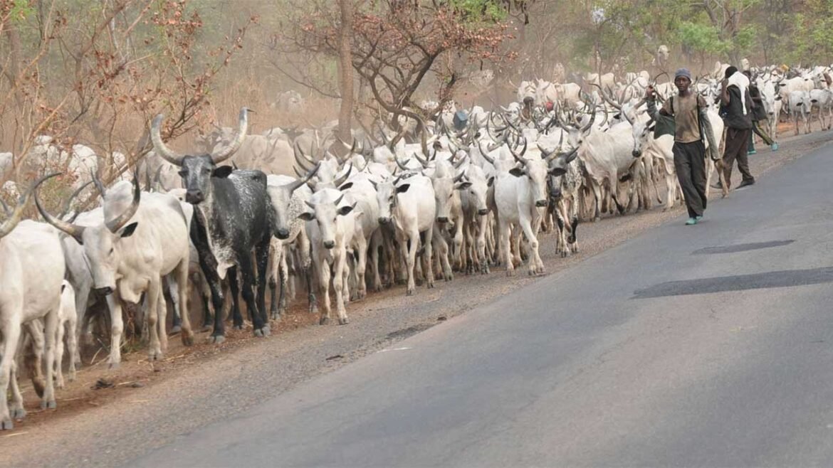 Ruga: The Meat Of The Matter
