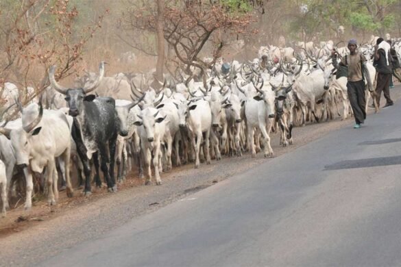 Genocidal Herders And The Siege To Odualand