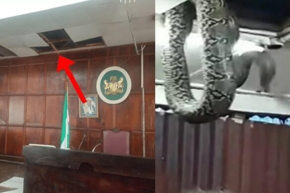 Python In The Parliament