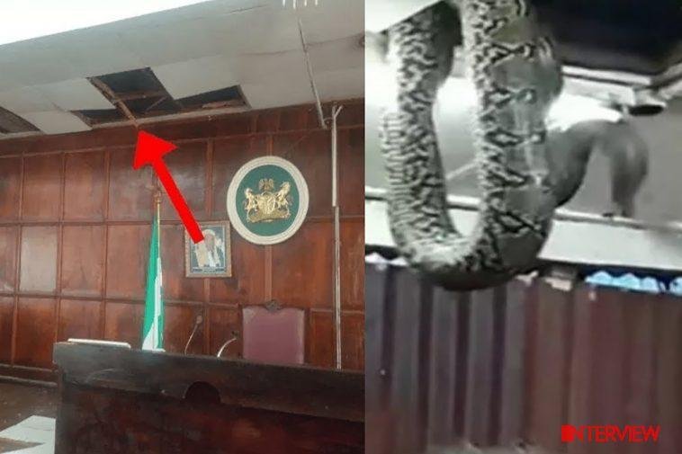 A python was reported to have appeared in the Ondo State House of Assembly chambers during a plenary.