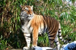 Tiger At American Zoo Tests Positive For COVID-19, After Being Infected Zoo Staff