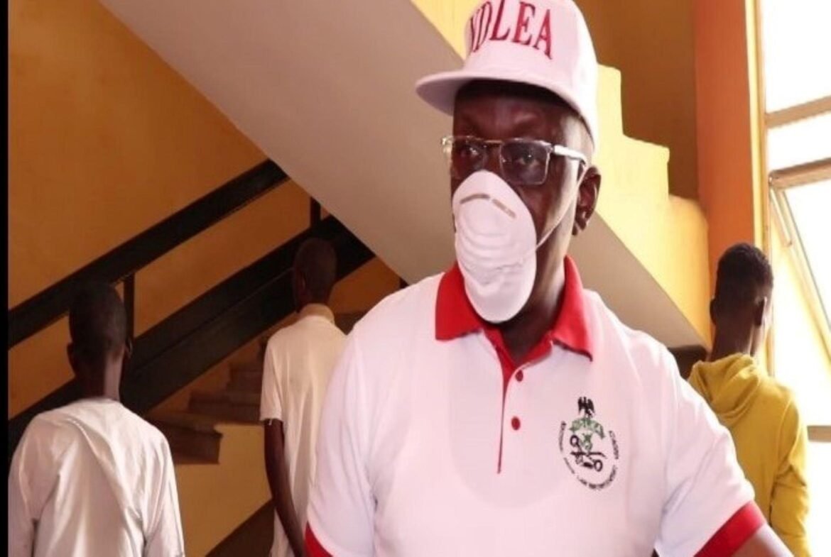 NDLEA Arrests 166 Suspects, Seizes 619kg of Illicit Drugs in Adamawa