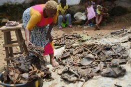 Eating Bush Meat Increases Zoonotic Diseases Risk – UN