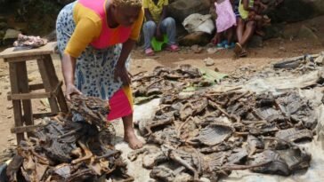 Bushmeat for sale / Photo credit: VOA